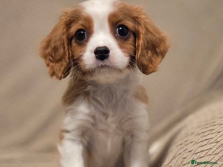 Cavalier King Charles Spaniel dogs FULLY HEALTH TESTED PARENTS KC REG MALE PUPPY - Advert 4