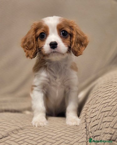 Cavalier King Charles Spaniel dogs FULLY HEALTH TESTED PARENTS KC REG MALE PUPPY - Advert 13