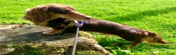 Miniature Dachshund dogs for stud: Long haired Kaneishan daschund stud  - Advert 9