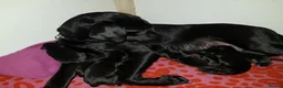 Labrador Retriever dogs for sale: RESERVE-RKC Reg pups by field Trail Champion lines - Advert 4