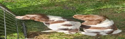 English Springer Spaniel dogs for sale: Last 2 english springer spaniel girls READY NOW - Advert 6