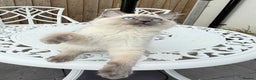 Ragdoll cats for sale: Beautiful Ragdoll male  - Advert 3