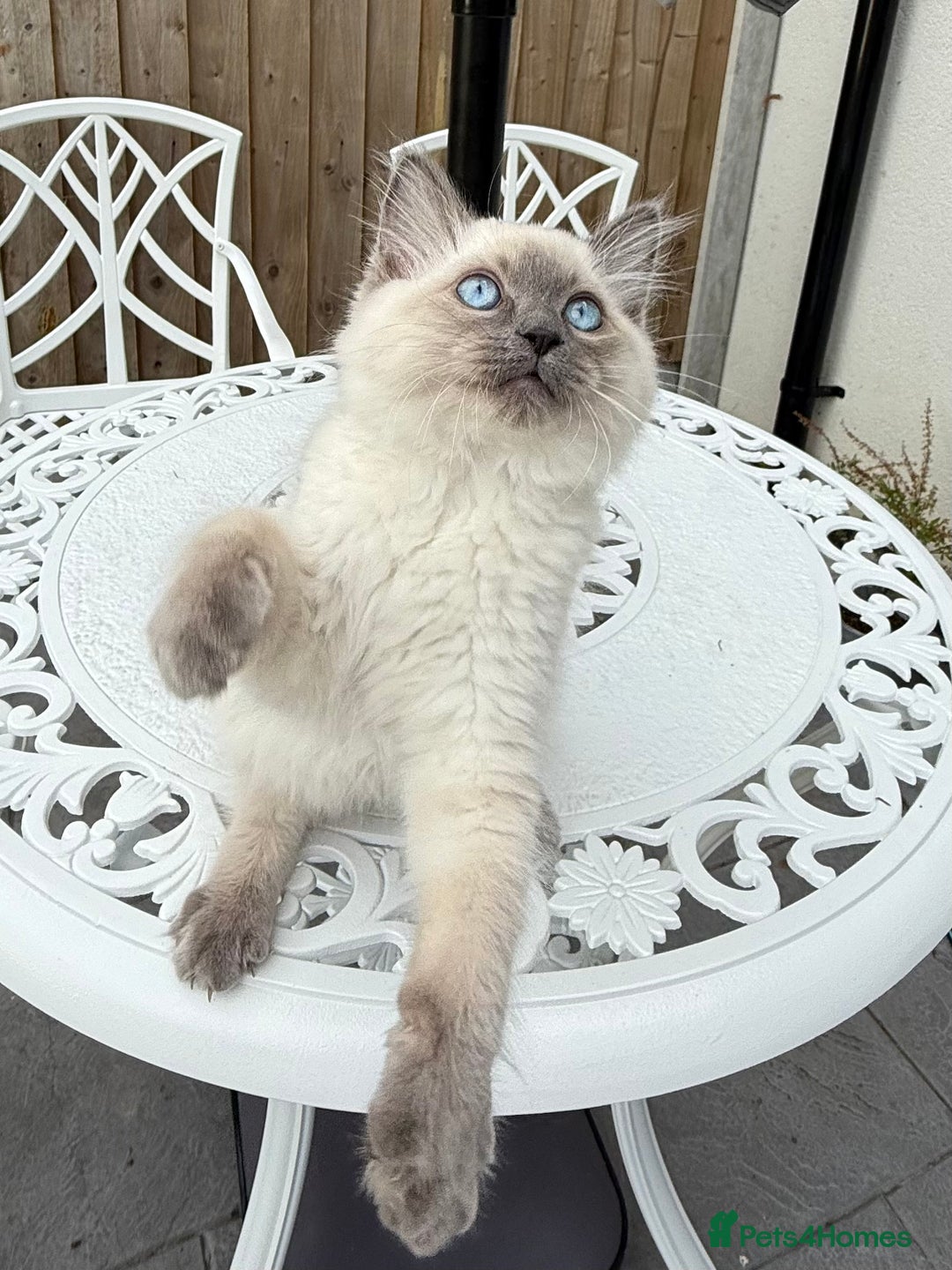 Ragdoll cats for sale: Beautiful Ragdoll male  - Advert 3