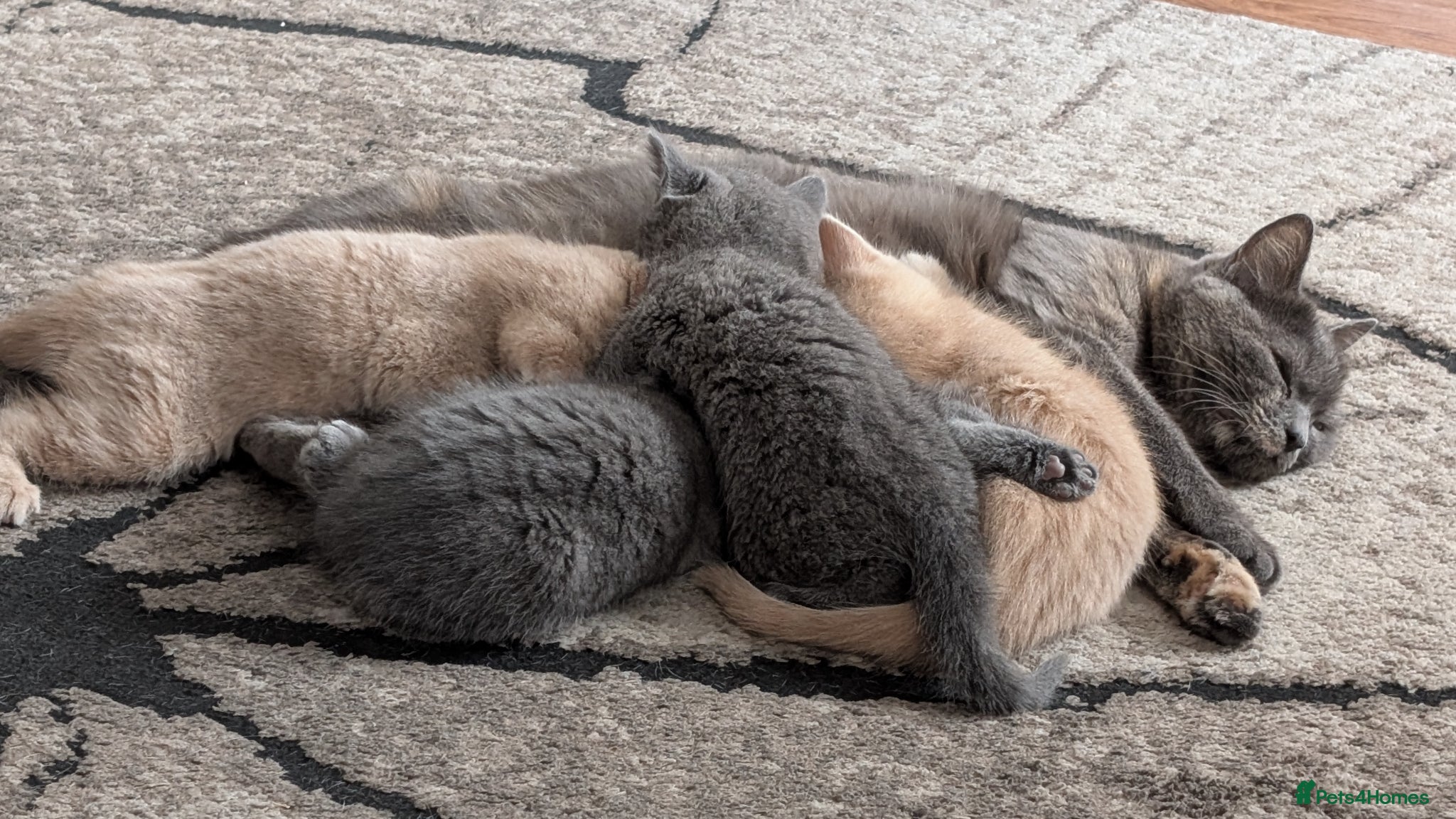 Mixed Breed cats Beautiful British Shorthair x Persian Kitten - Advert 14