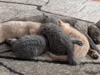 Mixed Breed cats Beautiful British Shorthair x Persian Kitten - Advert 1