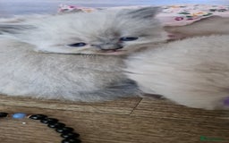 Perdoll cats for sale: Gorgeously cute tiny perdolls  - Image 3