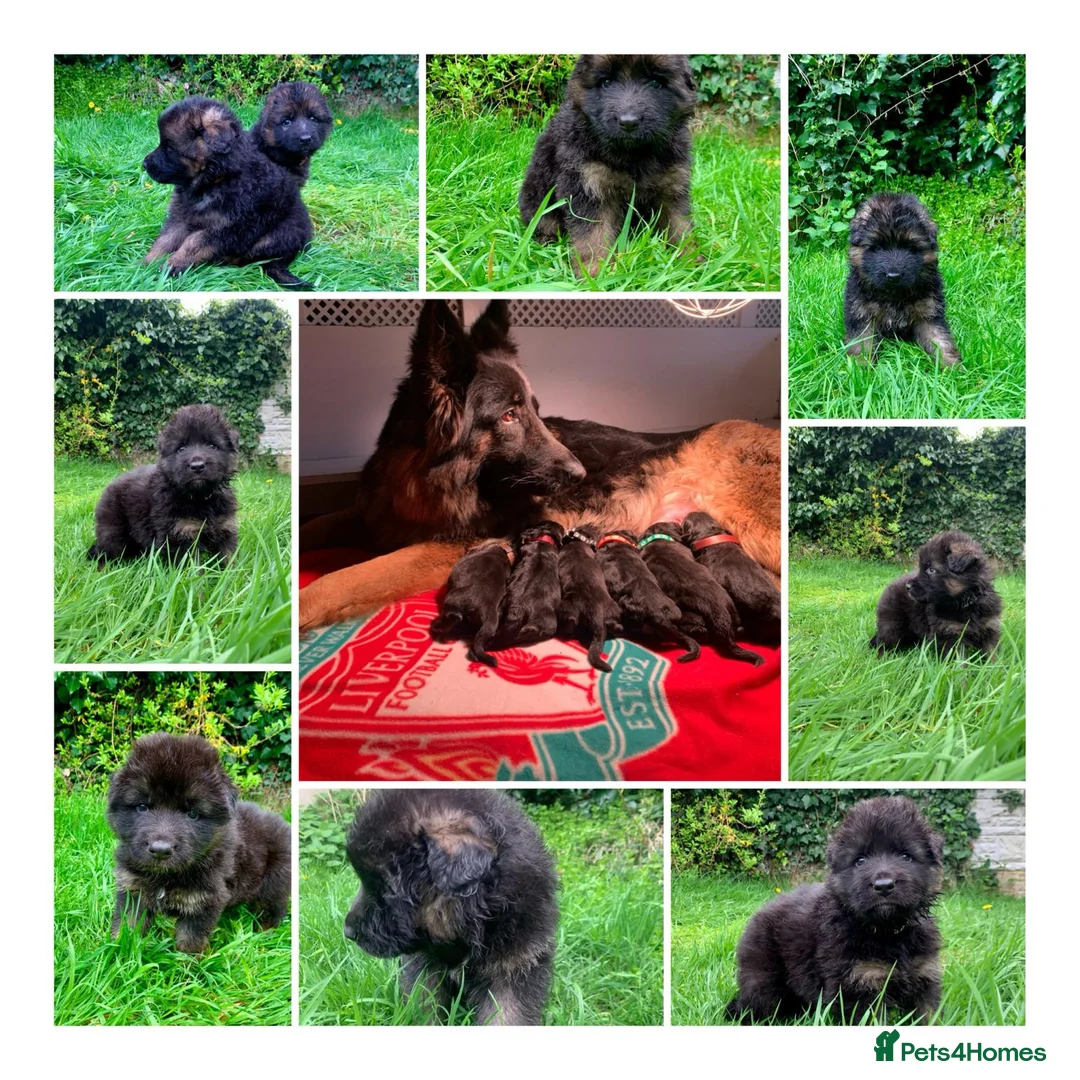 German Shepherd dogs for stud: ⭐️KC health Tested proven LUX⭐️ in Leicester - Advert 8