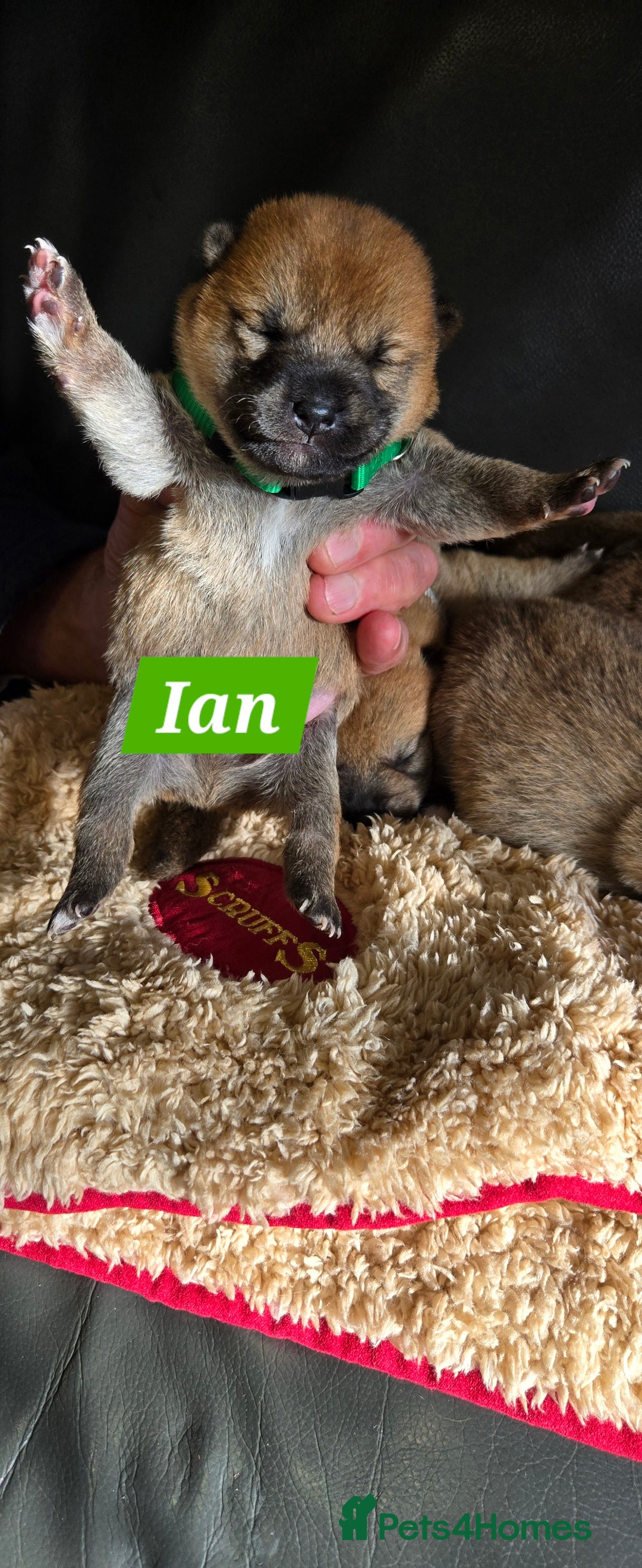 Japanese Shiba Inu dogs for sale: Gorgeous Shibas  - Image 6
