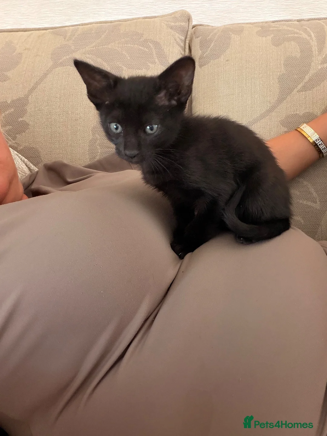 Siamese cats for sale: Siamese X kittens for sale  - Advert 2