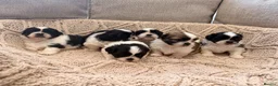 Shih Tzu dogs for sale: Beautiful Home reared Shih Tzu Puppies - Advert 17