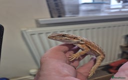 Bearded Dragon reptiles for sale: 🔥🔥🔥 BABY BEARDED DRAGONS 🔥🔥🔥 4 LEFT 🔥🔥 - Image 31