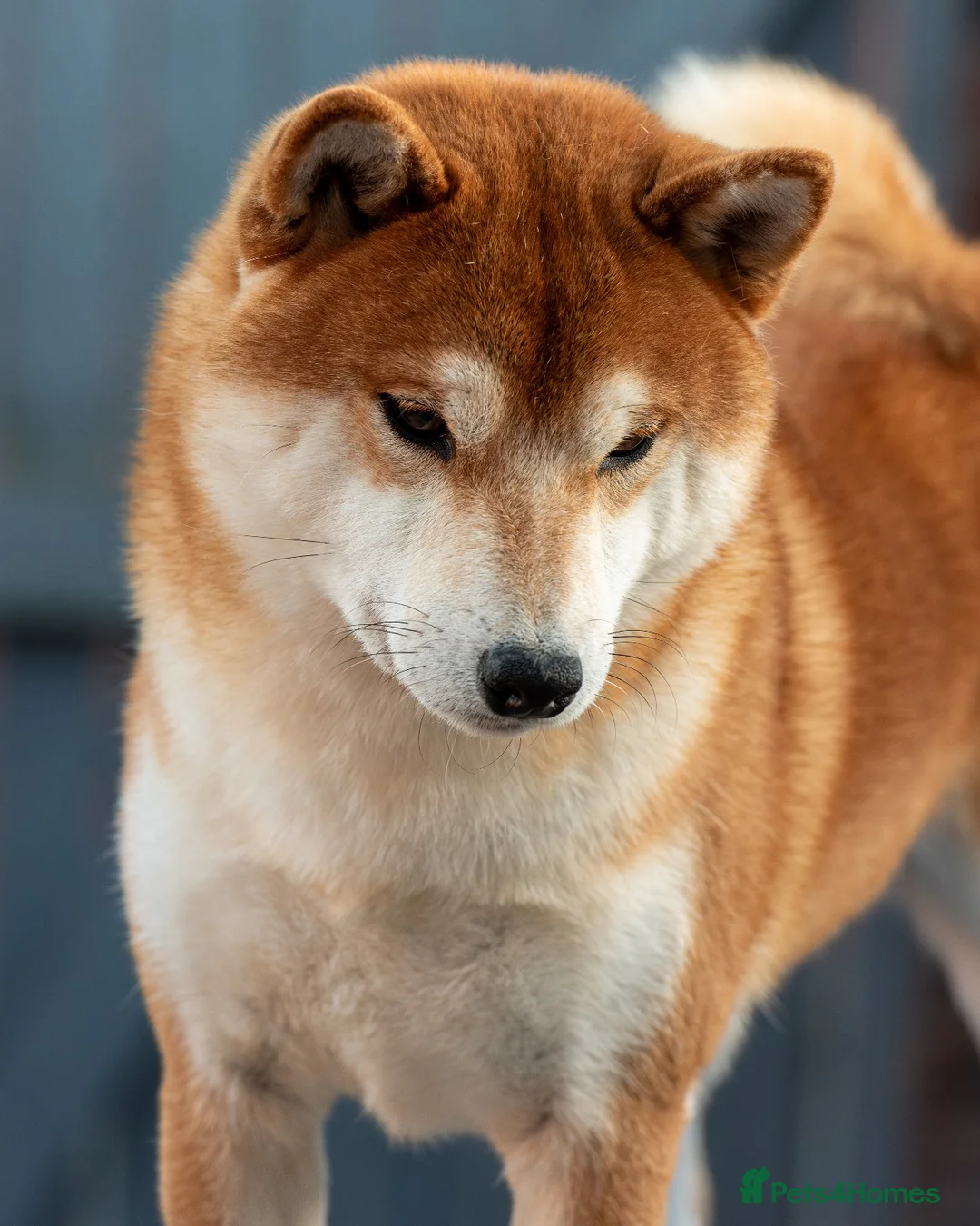 Japanese Shiba Inu dogs for sale: Beautiful adult boy shiba inu - Advert 1