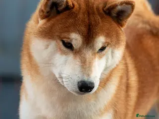 Japanese Shiba Inu dogs Beautiful adult boy shiba inu - Advert 1