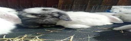 Mini Lop rabbits for sale: Mini Lop Bunnies Ready to leave 12/05 - Advert 6