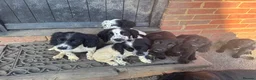 Cocker Spaniel dogs for sale: 8 cocker spaniels available 4 males 4 females - Advert 10