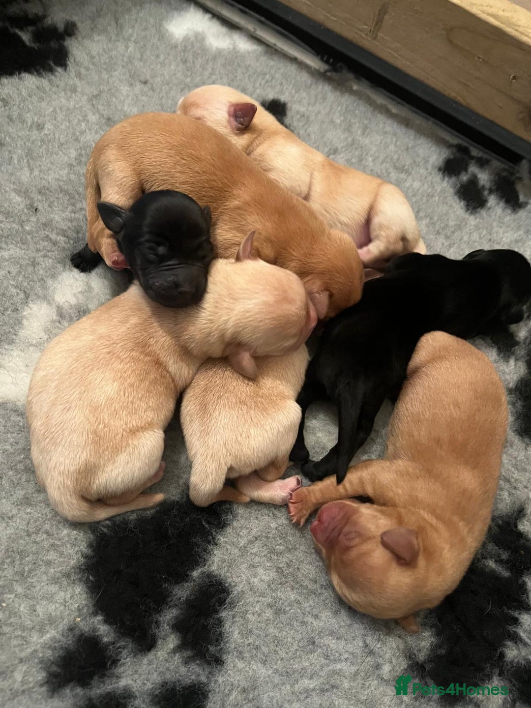 Labrador Retriever dogs for sale: Labrador Puppies - Advert 11