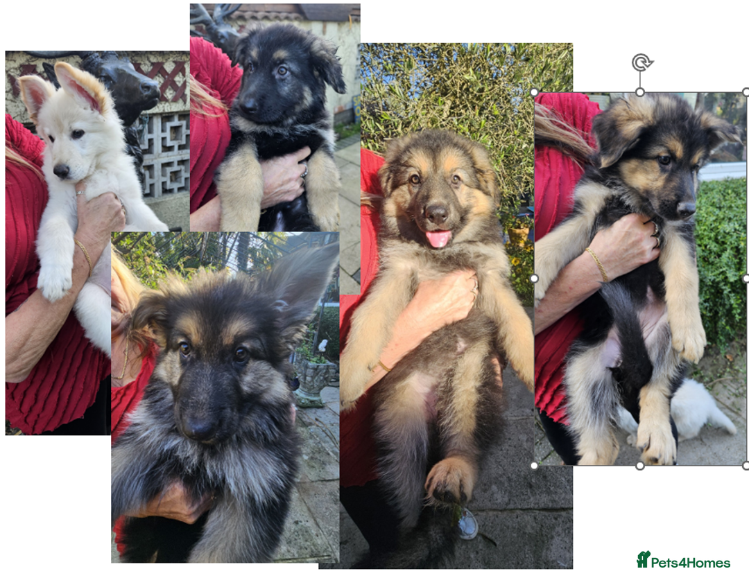 German Shepherd dogs for sale: German Sheperd long hair striaght back - Image 1