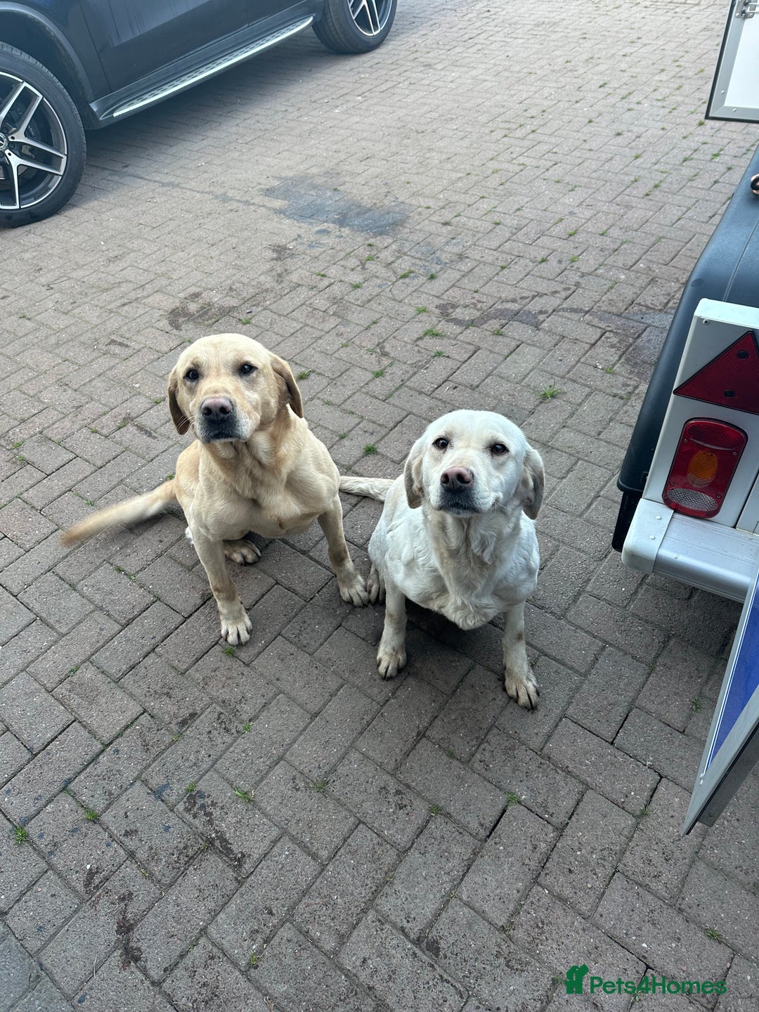 Labrador Retriever dogs for sale: Labrador  - Image 6