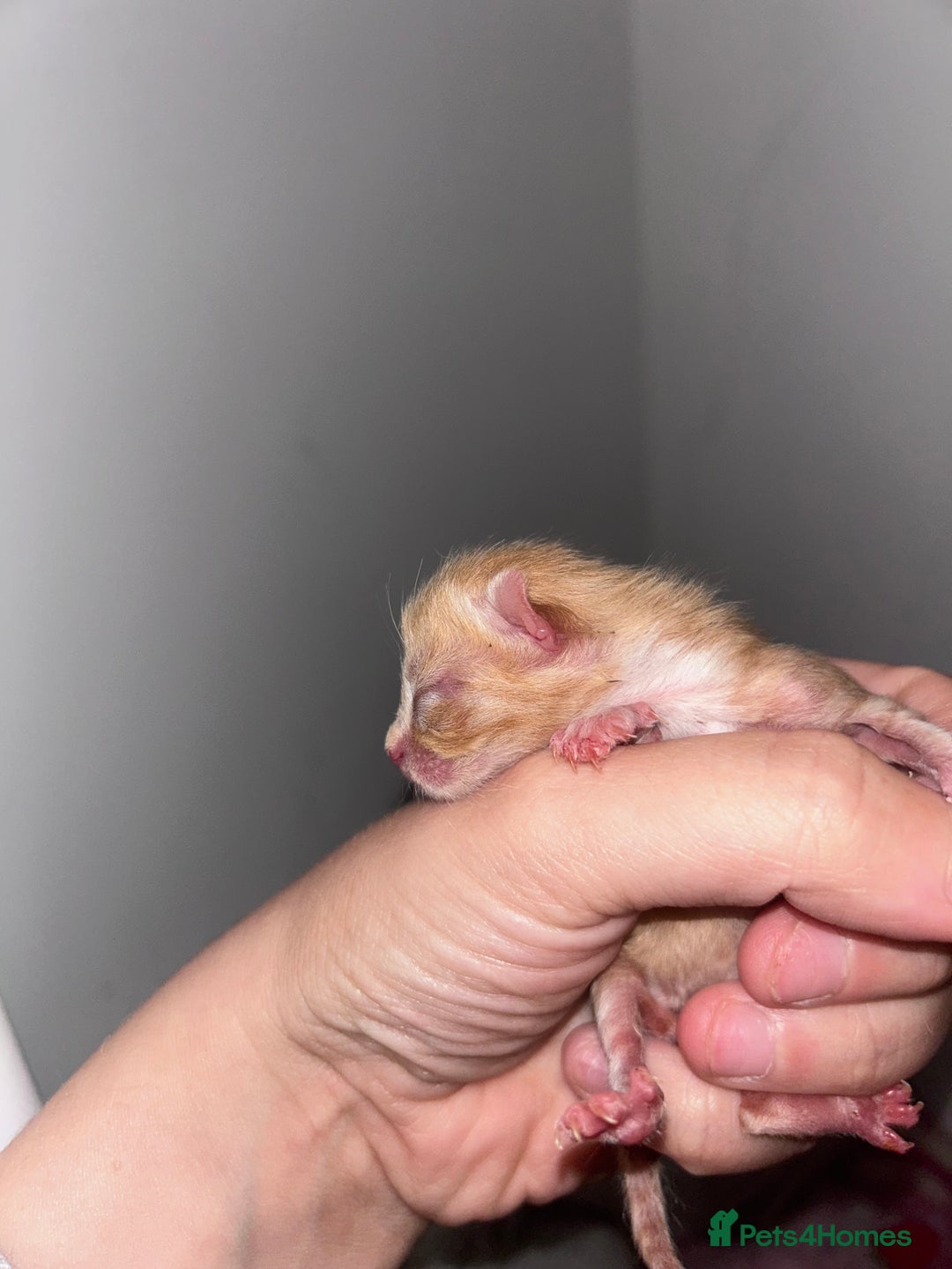 Mixed Breed cats for sale: 1 FEMALE LEFT left  - Image 10