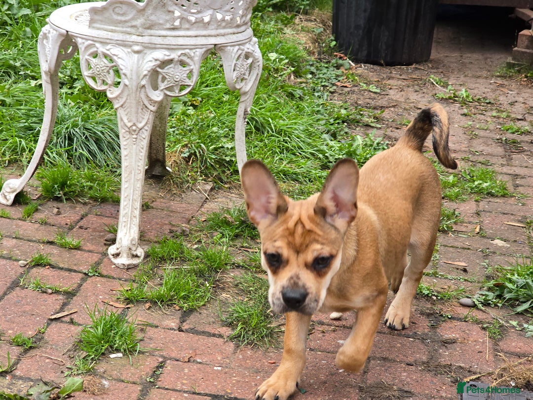 Mixed Breed dogs for sale: Frenchie x Labrador Puppies 17 weeks ready to go - Image 19