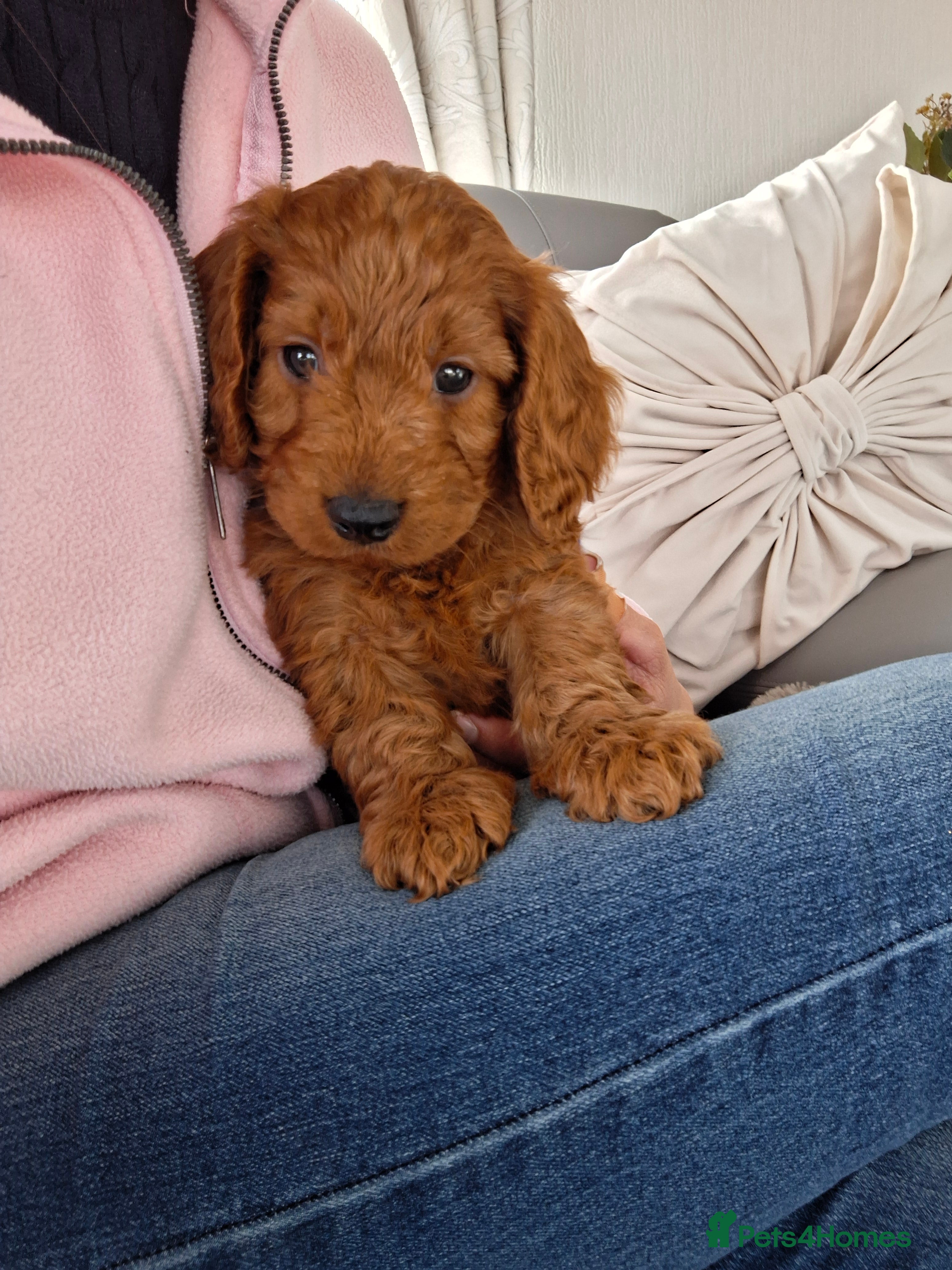 Cockapoo dogs RED F1 COCKAPOOS  - Advert 2