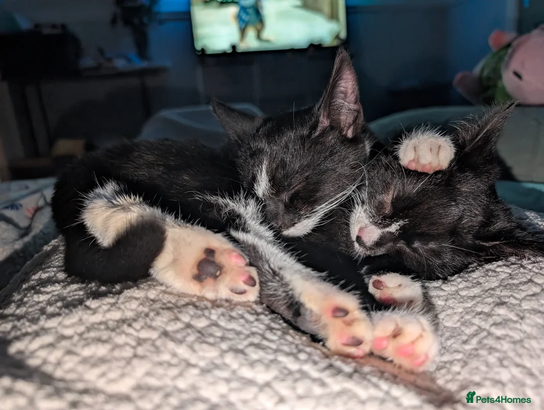 British Shorthair cats for sale: Brother & Sister - Advert 2