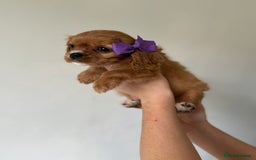 Cavalier King Charles Spaniel dogs for sale: Beautiful King Charles cavalier puppy’s  in Sunderland - Image 27