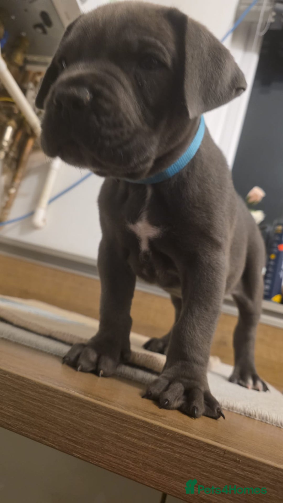 Cane Corso dogs for sale: Ready to leave blue cane corso puppies - Advert 14