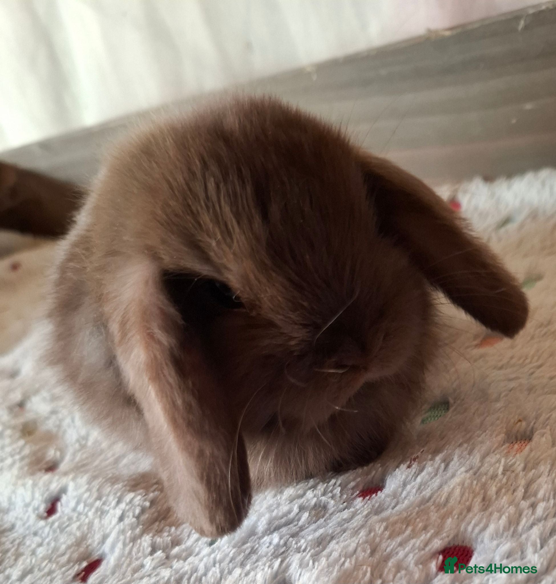 Mini Lop rabbits Various ages - Advert 23
