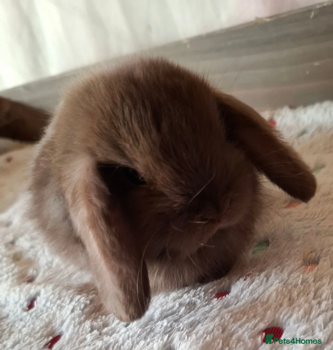 Mini Lop rabbits for sale: Various ages - Advert 1