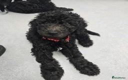 Goldendoodle dogs for sale: Ready Now ! F1B Standard Goldendoodle!  - Image 11