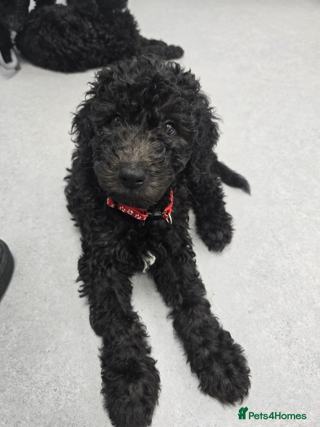 Goldendoodle dogs for sale: Ready Now ! F1B Standard Goldendoodle!  - Image 11