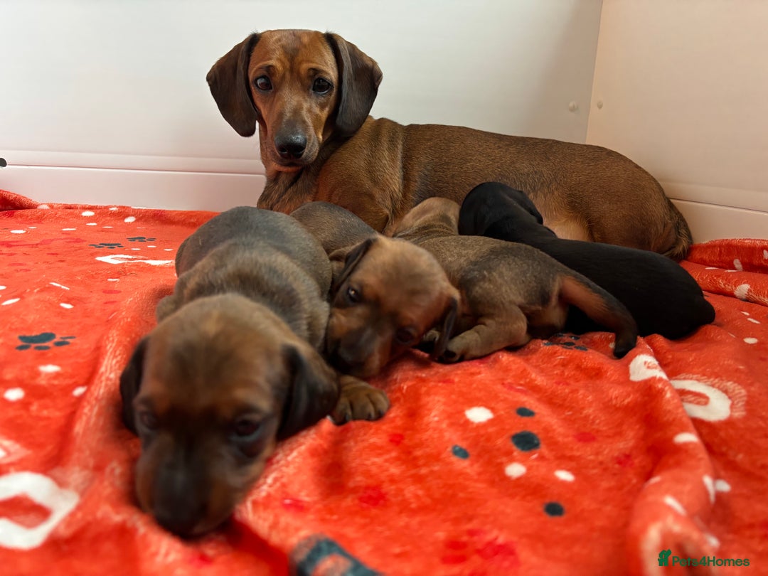 Miniature Dachshund dogs for sale: Miniature smooth hair dachshund puppies for sale - Advert 5