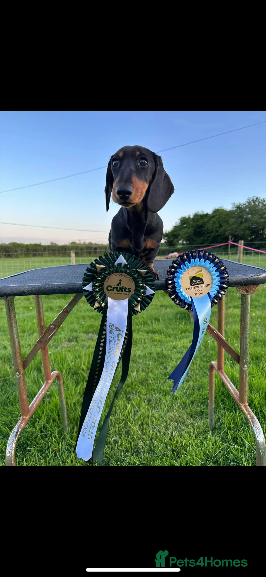 Miniature Dachshund dogs for sale: Two beautiful black & tan minis kc male & female  - Advert 8