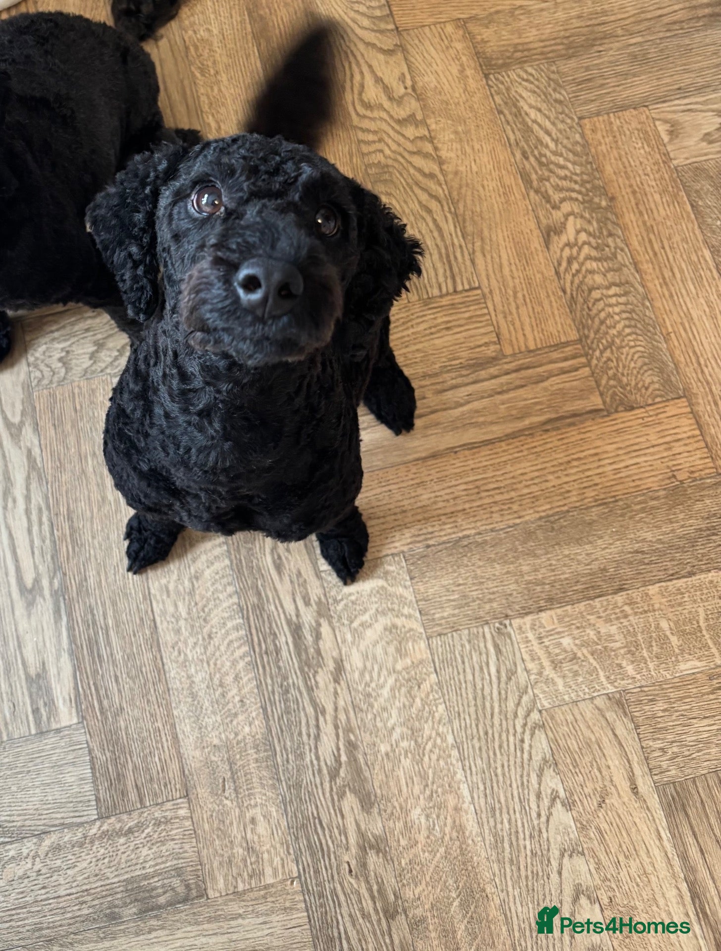 Cockapoo dogs Cockapoo male. Jet. 3 years old  - Advert 2