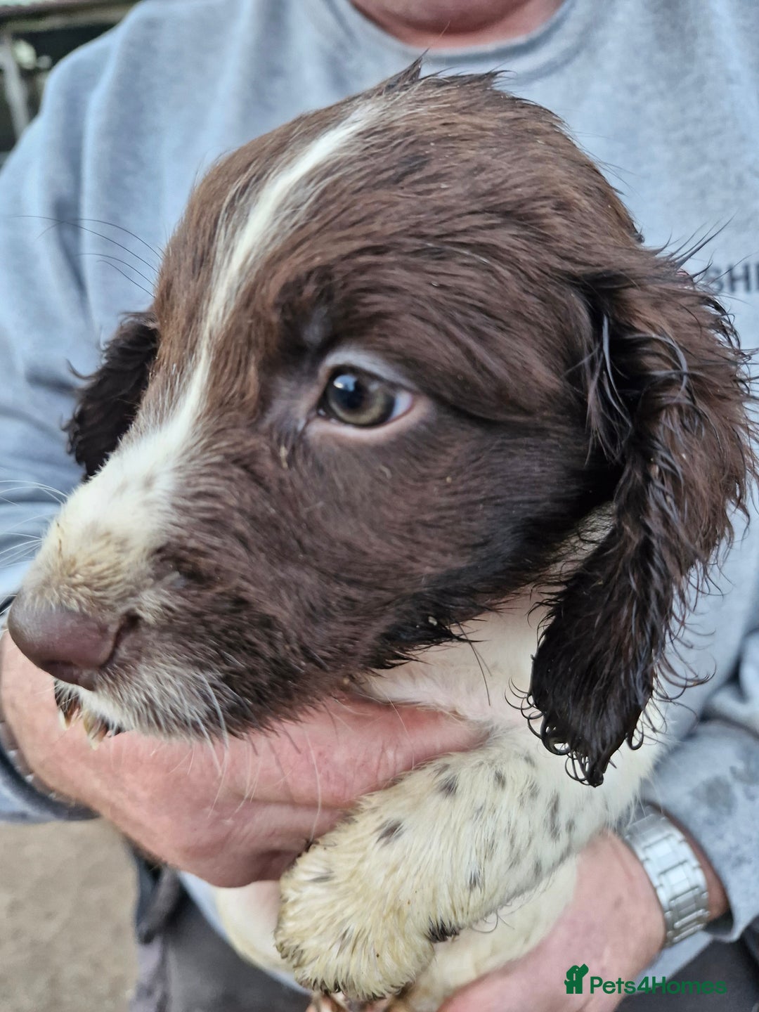 Sprocker dogs for sale: 9 lovely sprocker spaniel puppies for sale - Advert 12