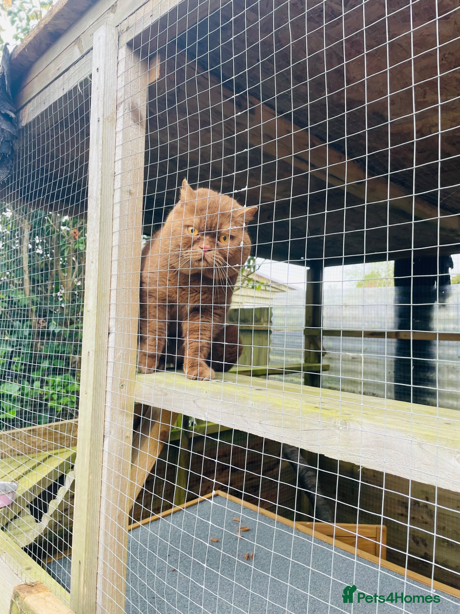 British Shorthair cats Handsome Cinnamon  Boy Russian Bloodlines  - Advert 2