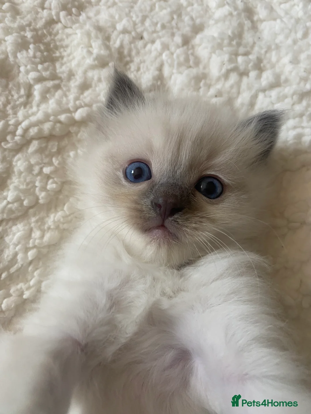 Ragdoll cats for sale: Ragdoll kittens (delivery available) - Advert 11