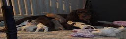 Cocker Spaniel dogs for sale: Cocker spaniel puppies  in Ashington - Advert 2
