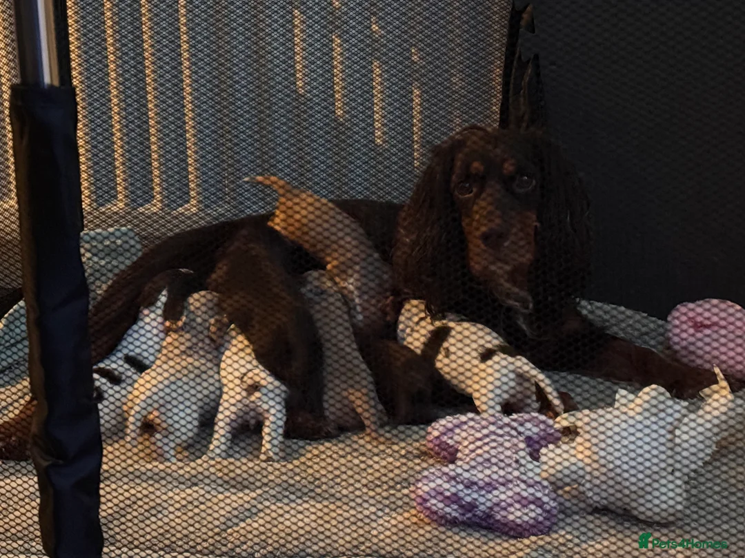 Cocker Spaniel dogs for sale: Cocker spaniel puppies  in Ashington - Advert 2