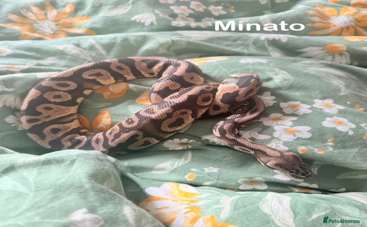 Python Snake reptiles - Advert 1