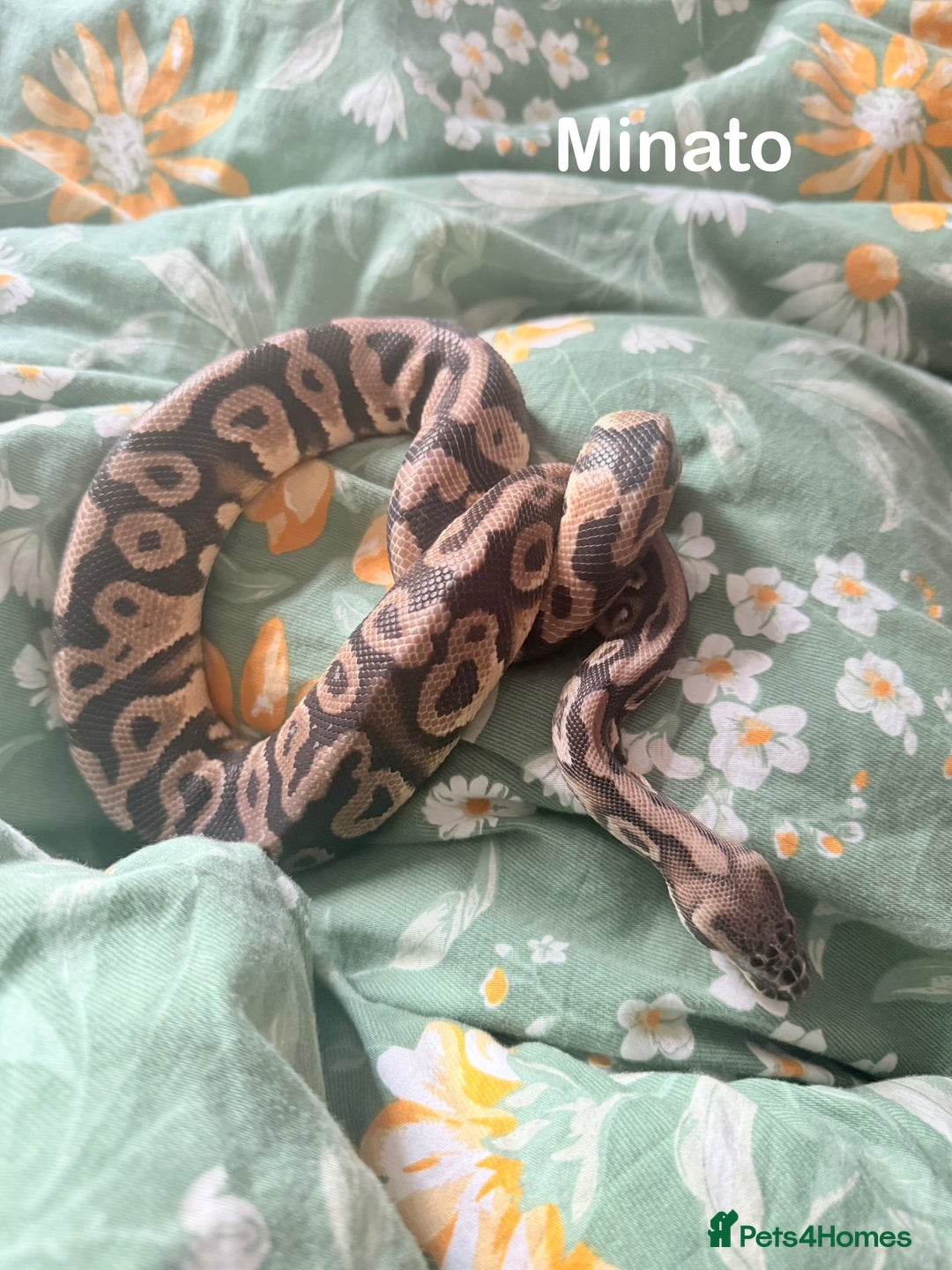 Python Snake reptiles for sale: Two Male Pythons with Full Setups Urgent Rehoming - Image 1