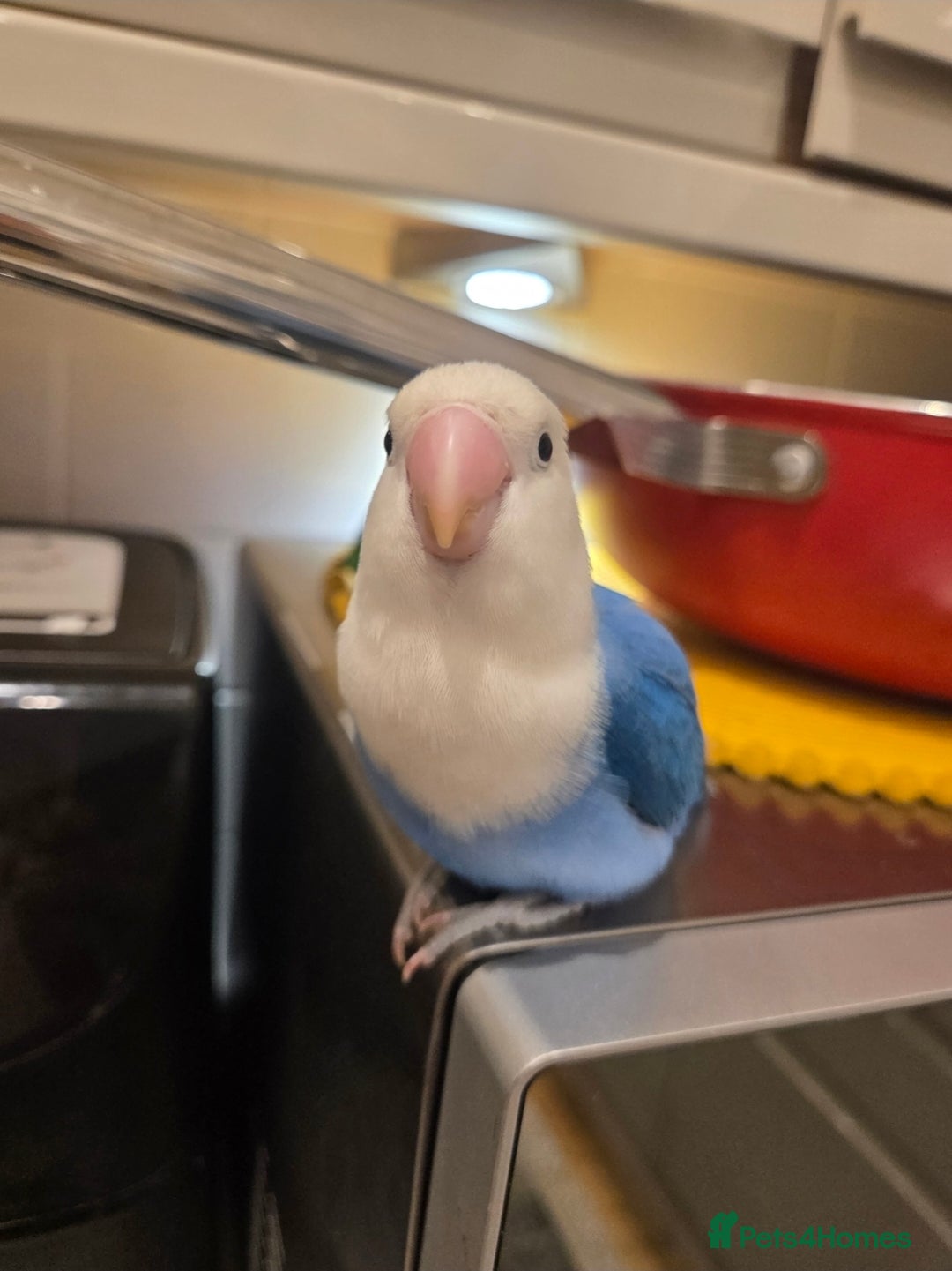 Lovebirds birds for sale: Blue Opaline Playful lovebird - Advert 3