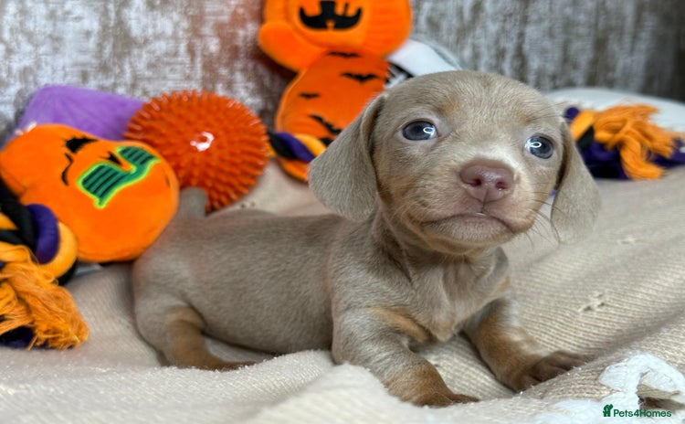 Miniature Dachshund dogs - Advert 13