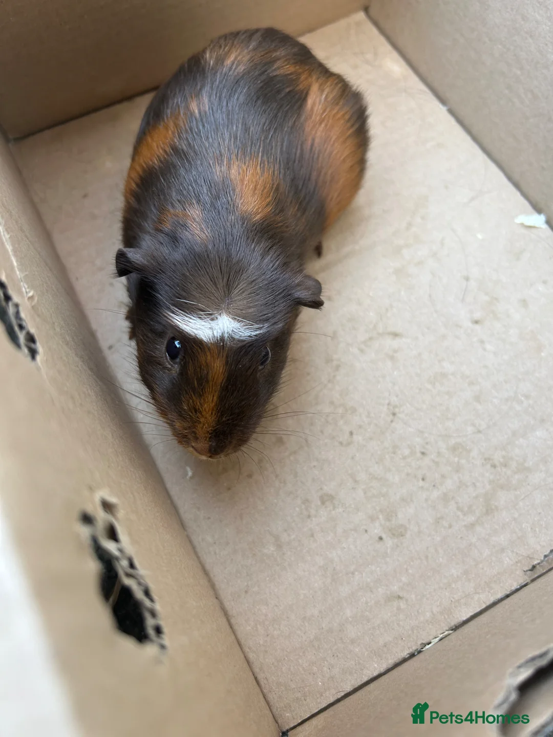 Guinea Pig rodents for sale: 6 week old guinea pigs and two male adult pigs - Advert 2