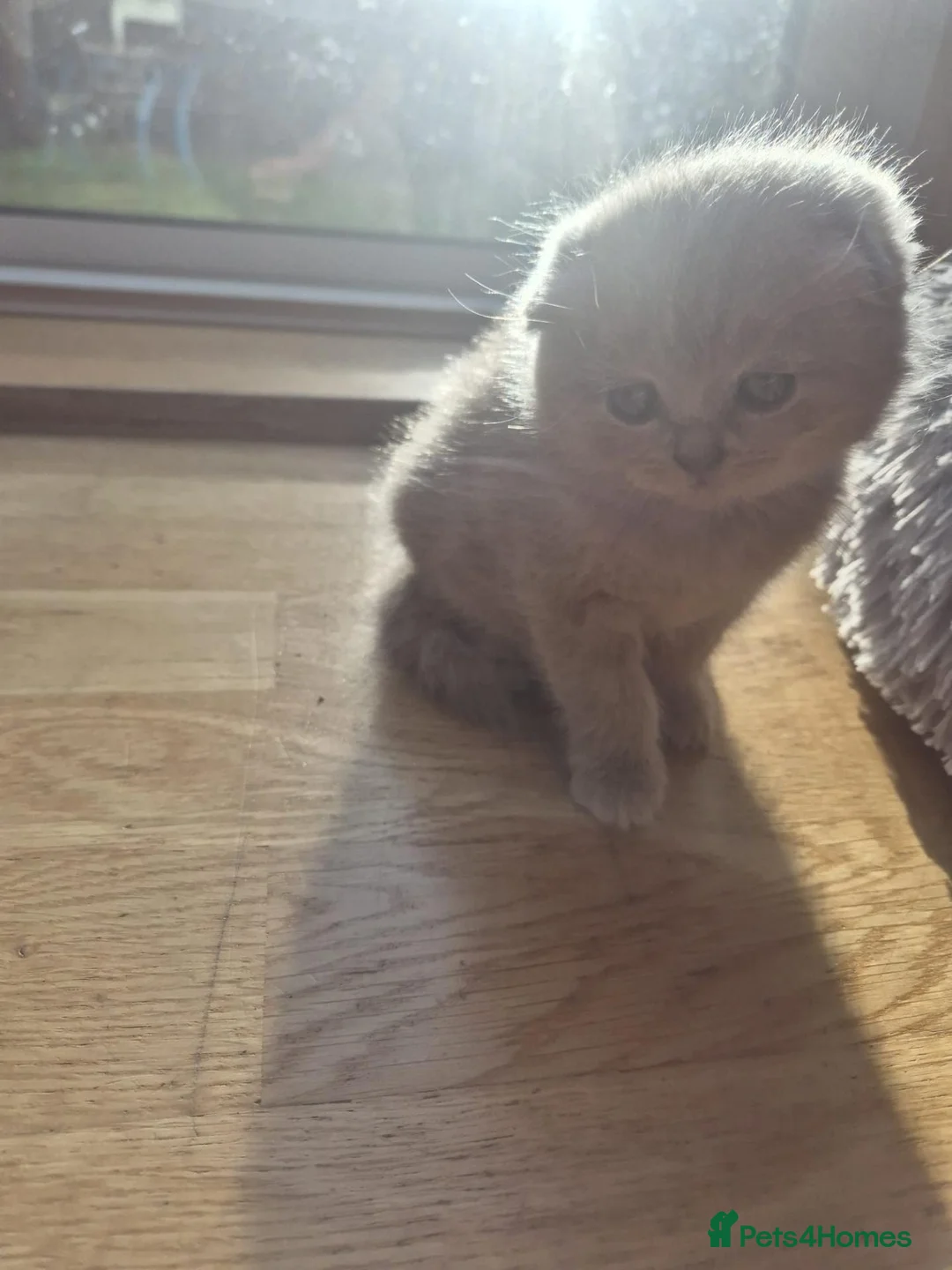 British Shorthair cats for sale: Scottish cats girl boy short, longhair  in Nottingham - Advert 2