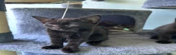 Mixed Breed cats for sale: Three friendly kittens  - Advert 9