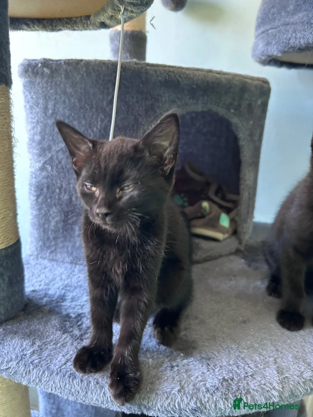 Mixed Breed cats for sale: Three friendly kittens  - Advert 9