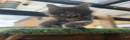 Maine Coon cats for sale: Blue smoke kittens from champion blood line - Advert 26