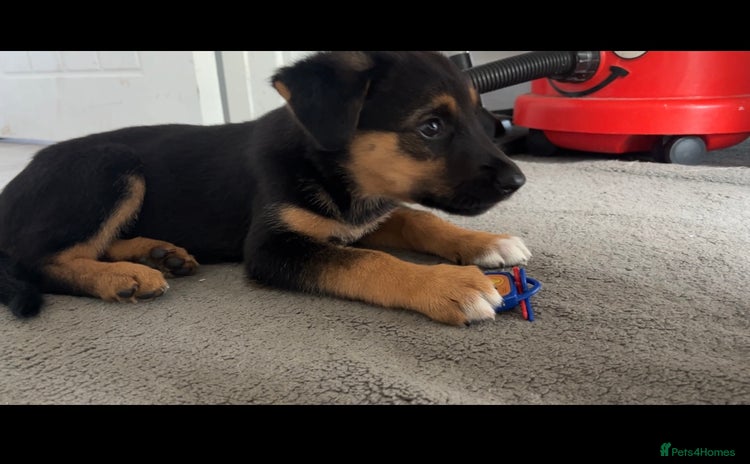 Mixed Breed dogs - Advert 5